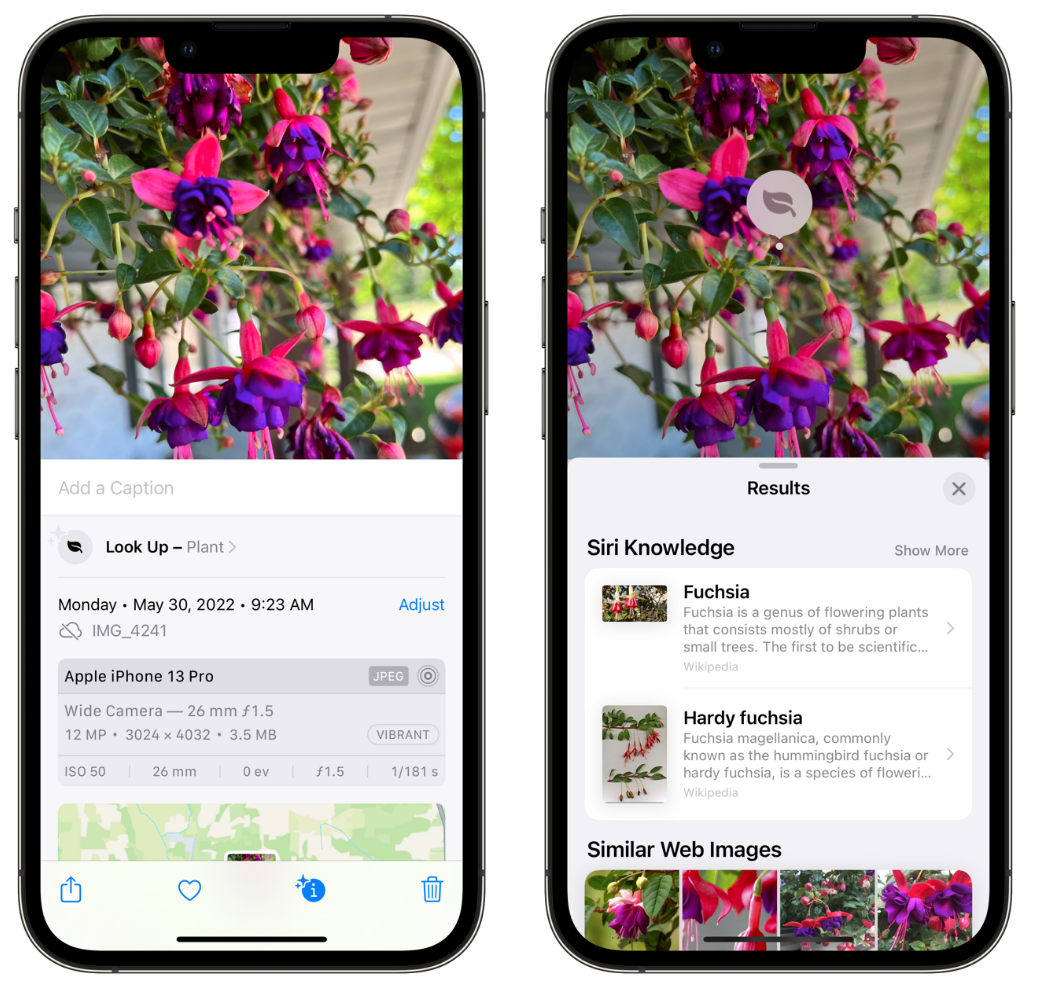 博乐苹果手机维修分享小技巧：使用 iPhone 相机识别花卉植物 